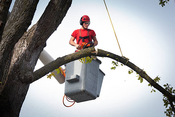 Best Tree Removal  in Comanche, OK